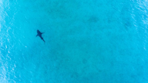 Autonomous Shark Detecting Drone Has 90% Accuracy