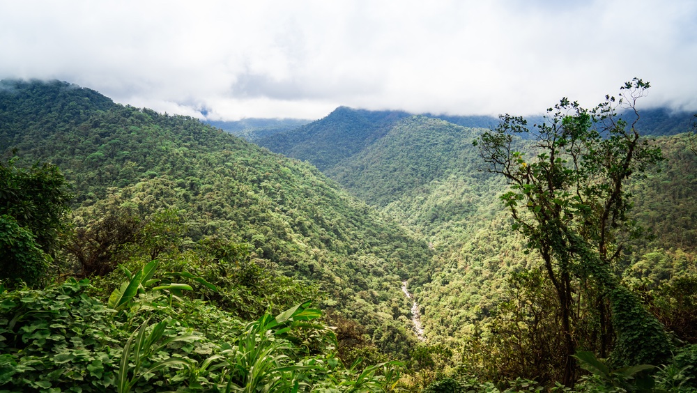 Deep Forest Project Uses Fixed-Wing Drones To Create 3D Models of Forest