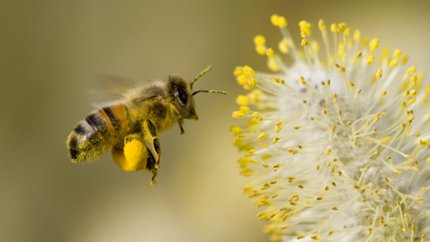 How Will Bumblebee Flight Impact Next Generation Drones and Autonomous Vehicles?