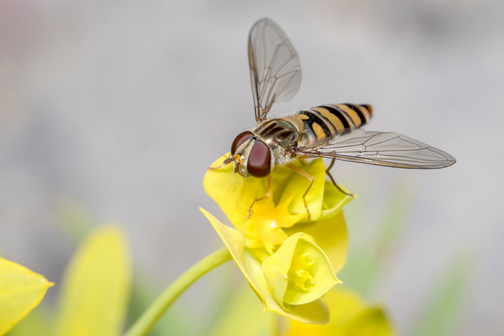 Autonomous Systems Researchers Reverse Engineer Hoverflies To Detect Drone Acoustic Signatures