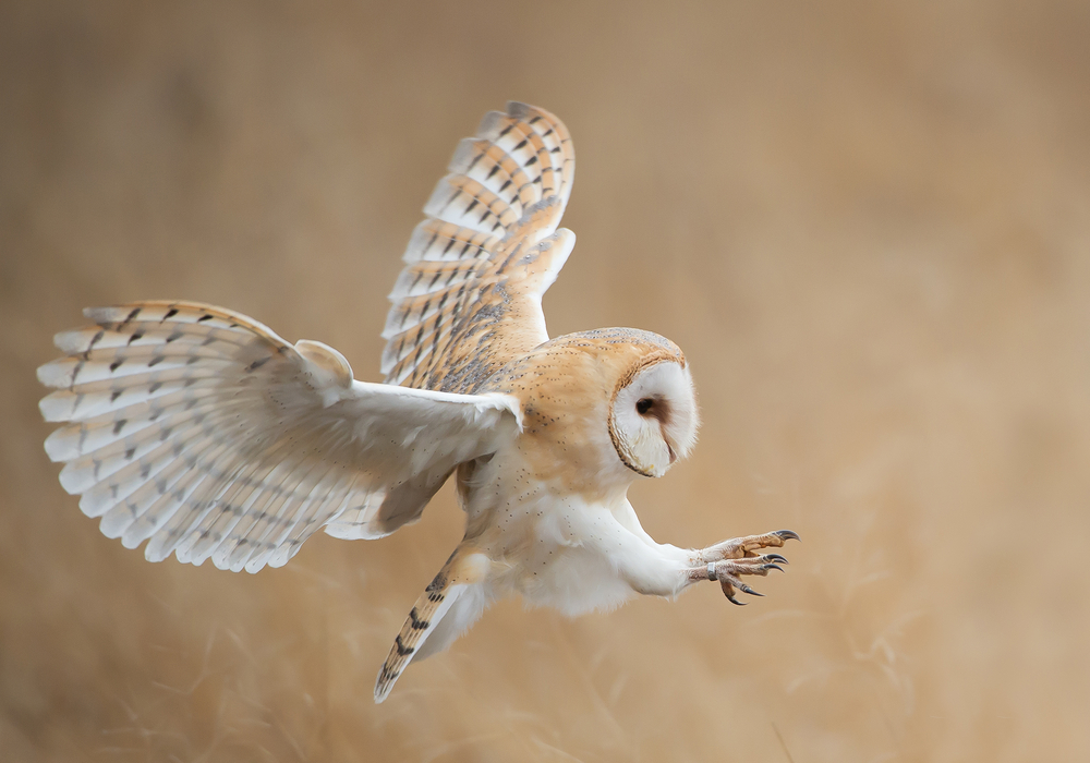 What Can Owls Teach Us About Quieter Aircraft Turbomachinery Blades, Drones, and Wind Turbines?