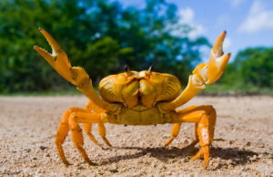 Crab Shells Are Creating Energy