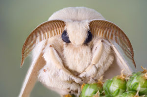Silk Moths Enable New Biopolymer Sensor To Detect Environmental Toxins