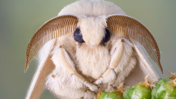 Silk Moths Enable New Biopolymer Sensor To Detect Environmental Toxins
