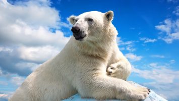 New Textile Material Looks To Polar Bears For Inspiration