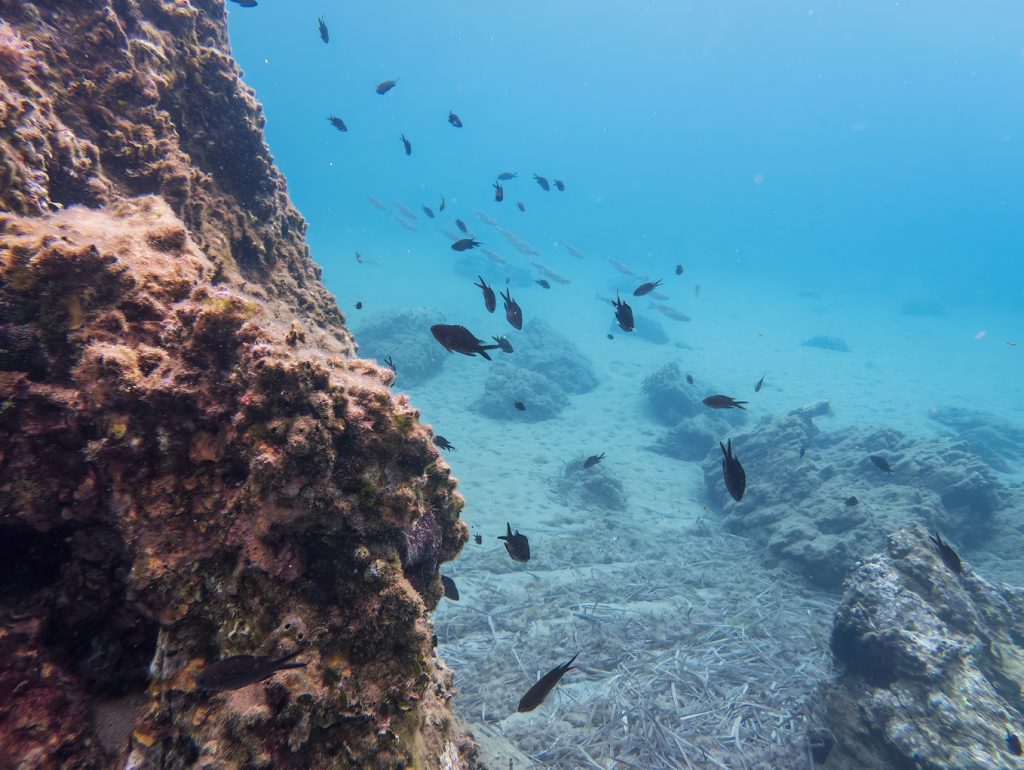 Biological Oceanography