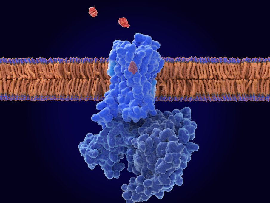 Single Cell Opioid Responses in the Context of HIV (SCORCH) Program: Data Mining and Functional Validation