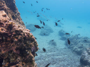 Biological Oceanography