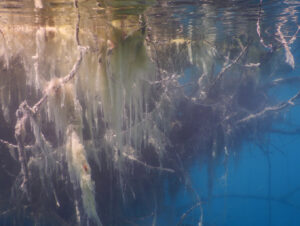 Chemical Oceanography