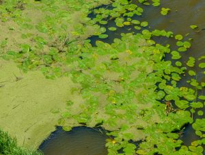 Harmful Algal Bloom Innovation Challenge: Toxin Detection in Seafood