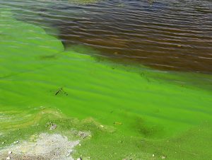 Prevention, Control, and Mitigation of Harmful Algal Blooms Program