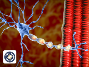 Neuromuscular Junction Micro-Physiological Systems for Botulinum Neurotoxin Potency Measurement and Medical Countermeasures Evaluation