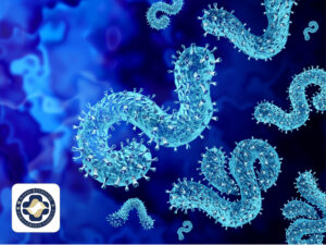 AI-Enabled Discovery of Broad-Spectrum Small Molecule Inhibitors for Filoviruses