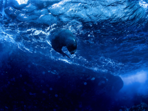 Biological Oceanography