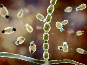 Coccidioidomycosis Collaborative Research Centers