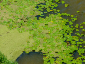 Prevention, Control, and Mitigation of Harmful Algal Blooms Program