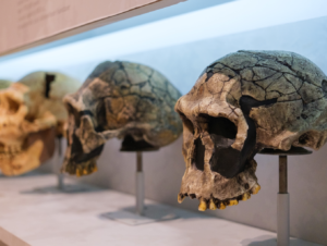 Biological Anthropology Program Senior Research Awards