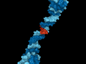 DoW Duchenne Muscular Dystrophy, Clinical/Translational Research Award