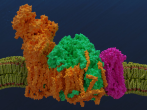 Research Projects to Enhance Applicability of Mammalian Models for Translational Research